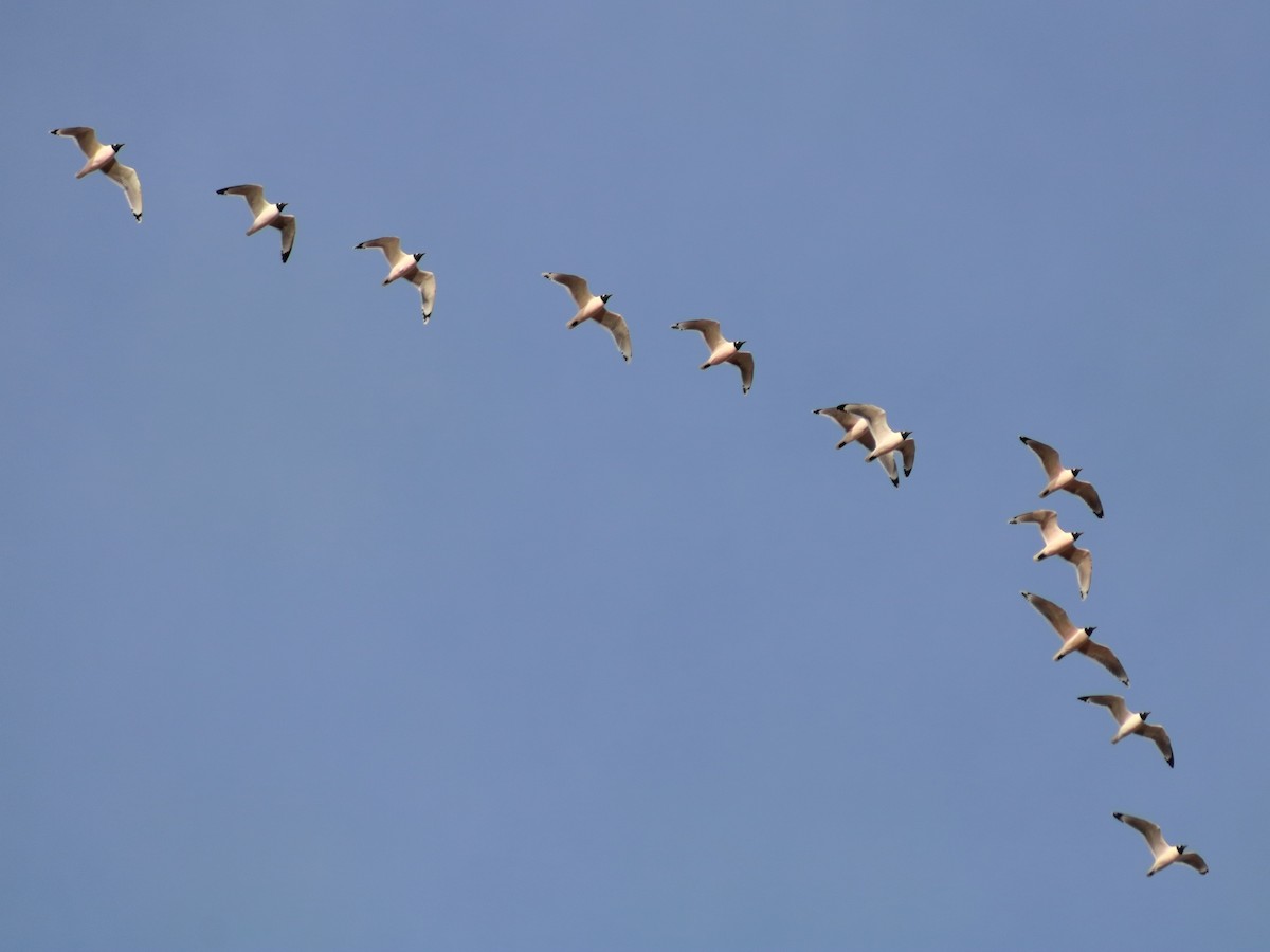 Franklin's Gull - ML619010674