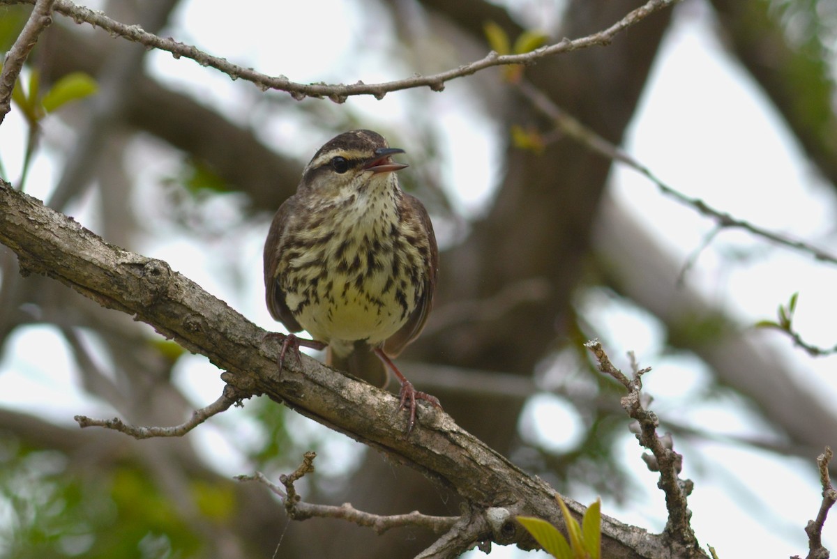 Northern Waterthrush - Lauren  Vaughn