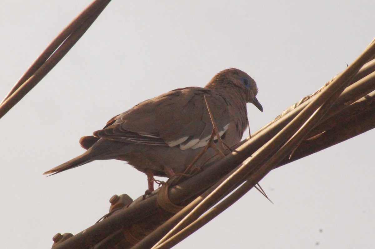 West Peruvian Dove - Rodrigo Jorquera Gonzalez