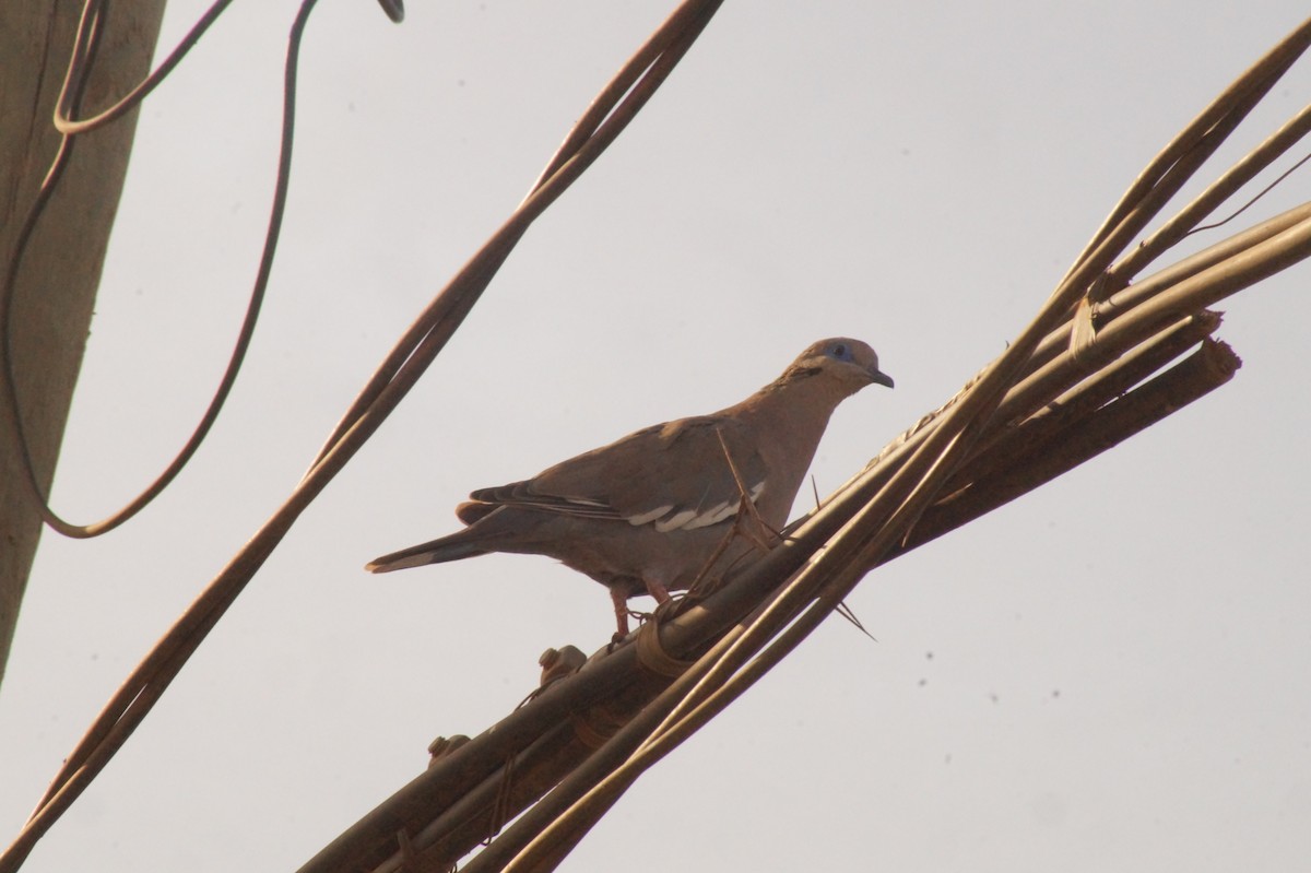 West Peruvian Dove - Rodrigo Jorquera Gonzalez