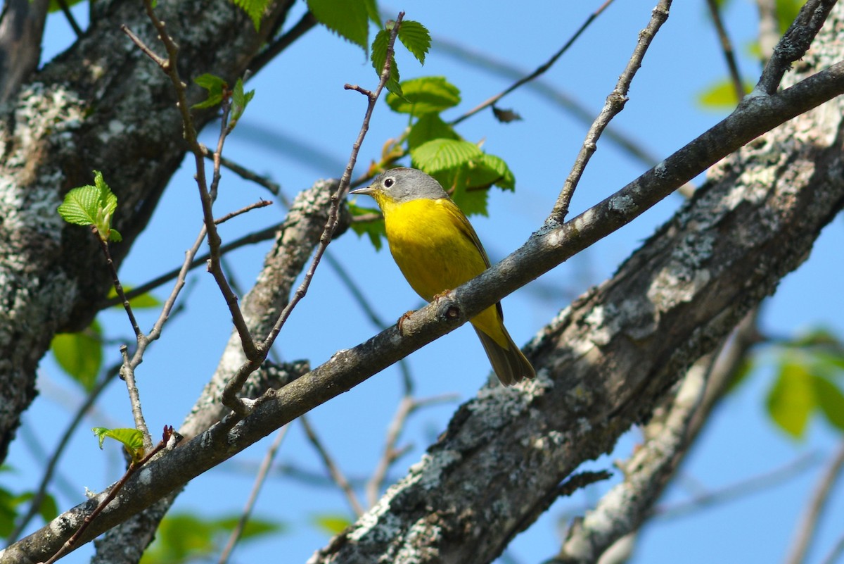 Nashville Warbler - Lauren  Vaughn