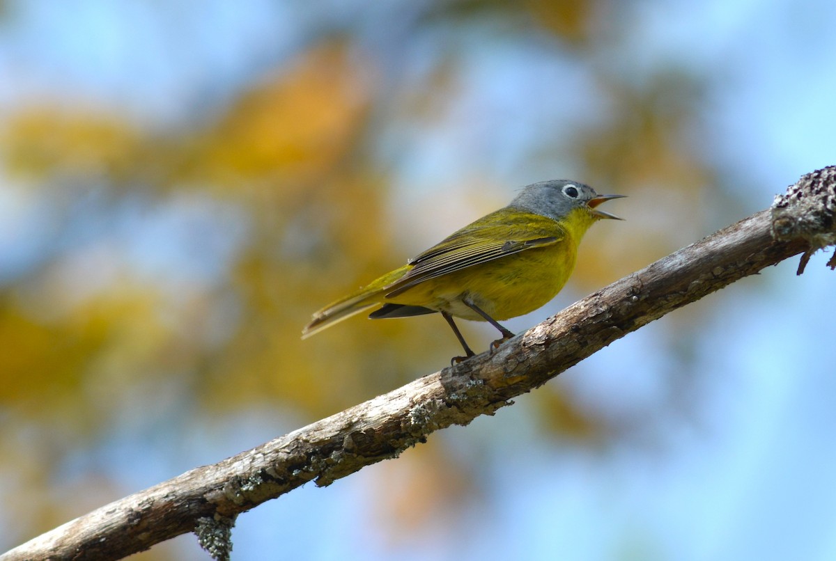 Nashville Warbler - Lauren  Vaughn