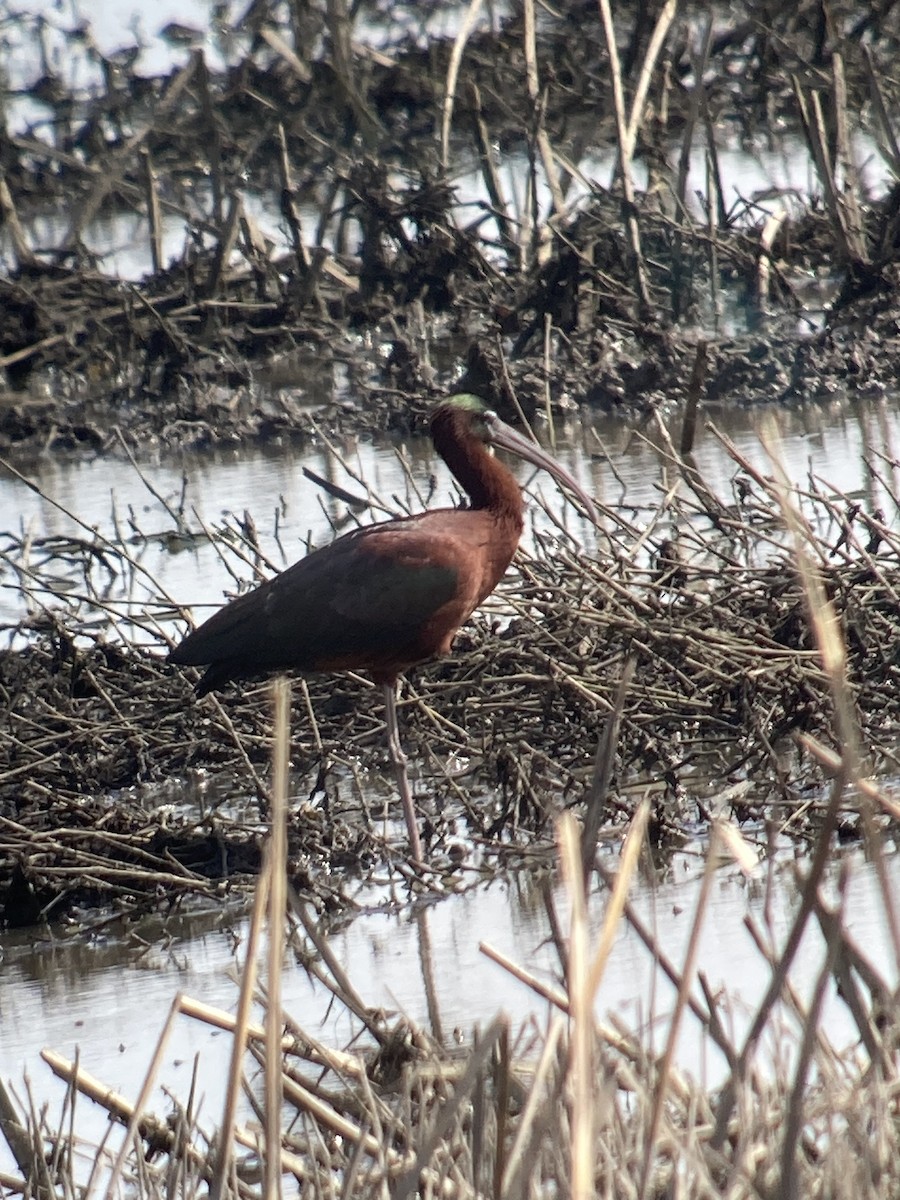 Glossy Ibis - ML619010710