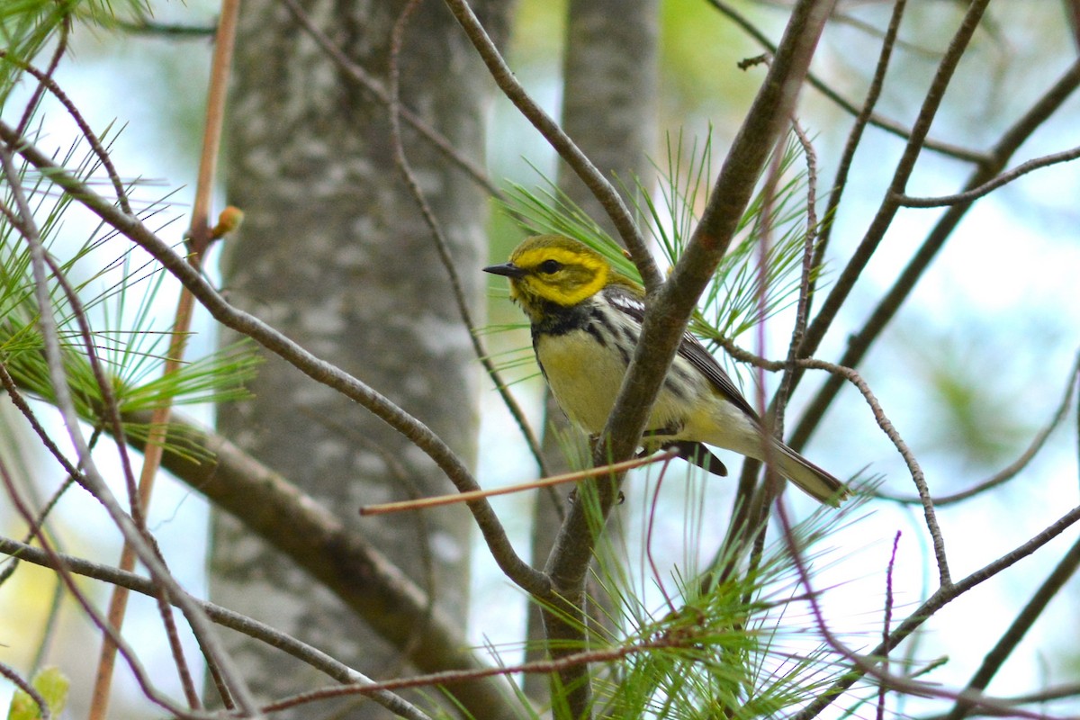 Black-throated Green Warbler - Lauren  Vaughn