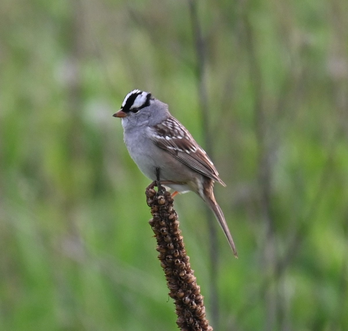 White-crowned Sparrow - Robert Perez