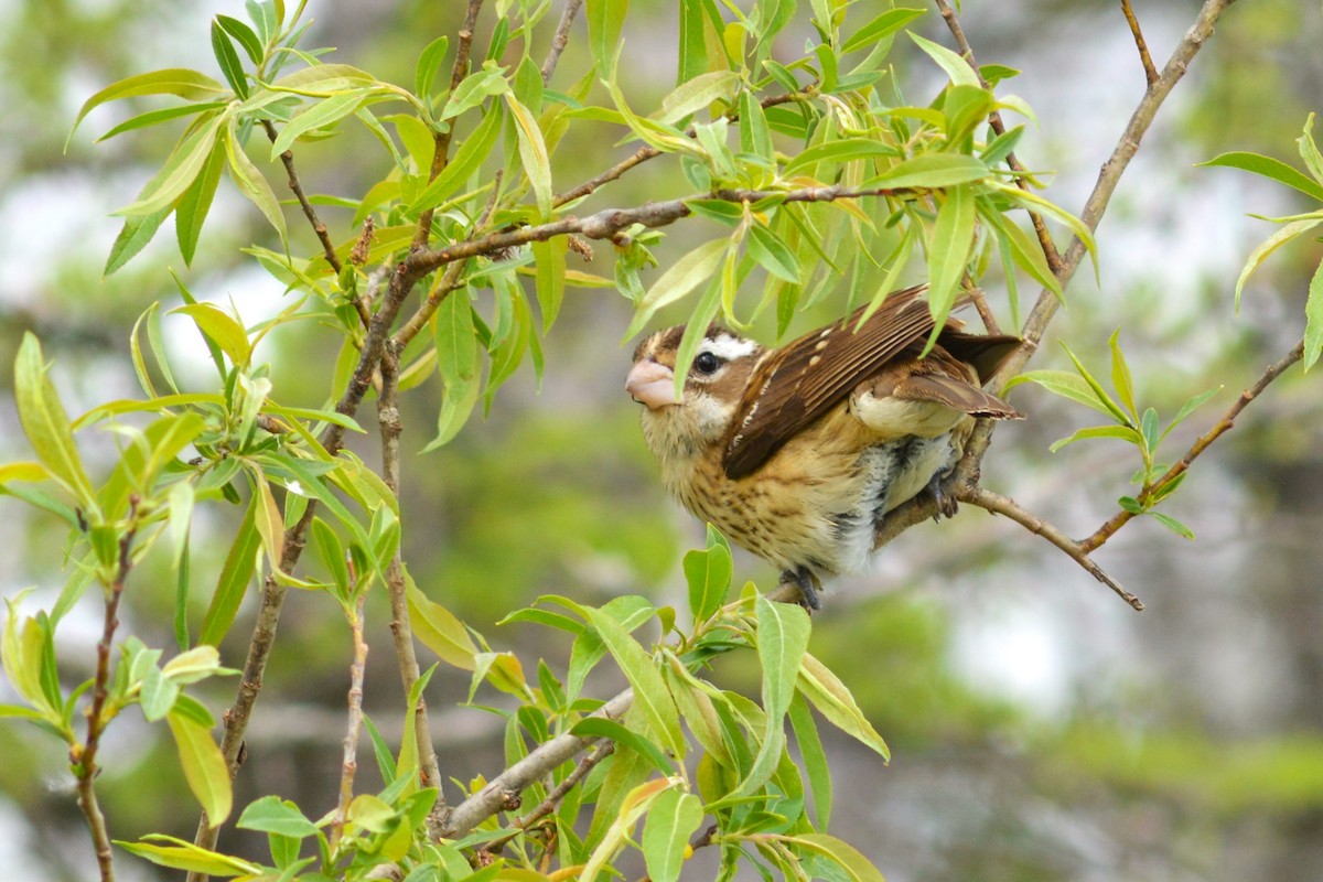 Rose-breasted Grosbeak - Lauren  Vaughn