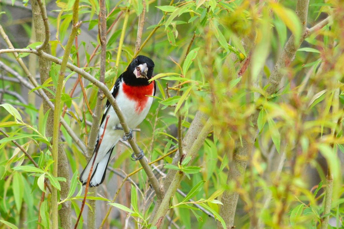 Rose-breasted Grosbeak - Lauren  Vaughn