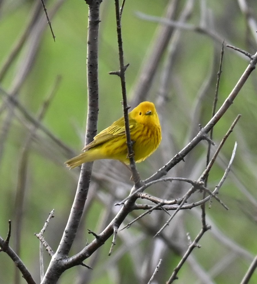 Yellow Warbler - Robert Perez