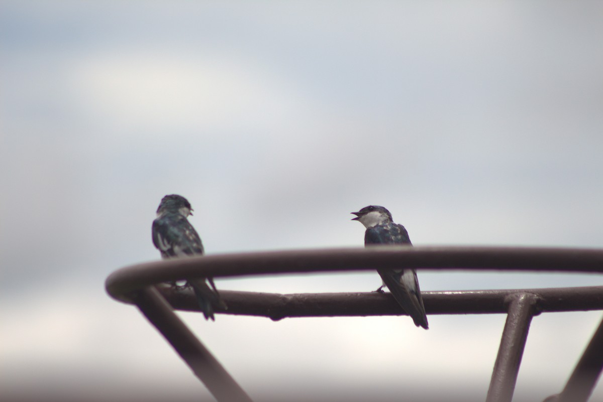 White-winged Swallow - Jannier Ponare