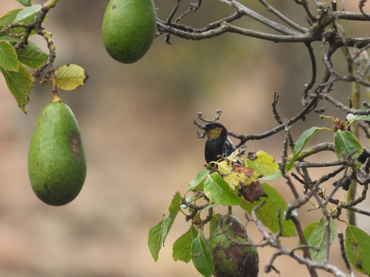 Silvery Tanager - Pichuchero X