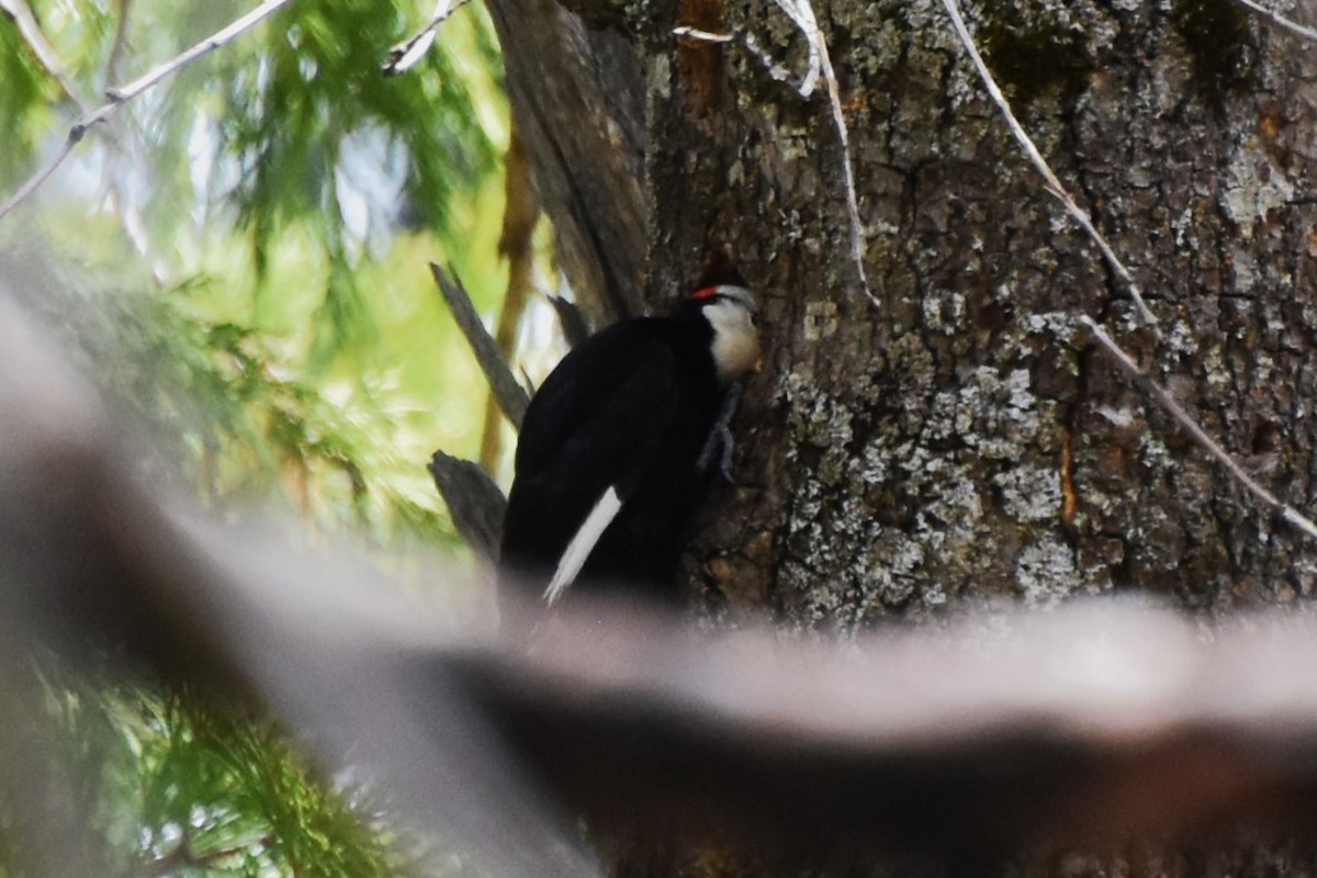 White-headed Woodpecker - Davis Provan