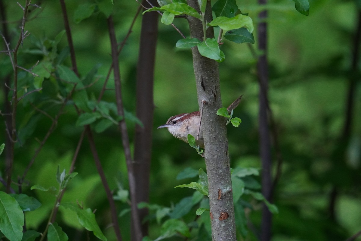 Carolina Wren - ML619010787