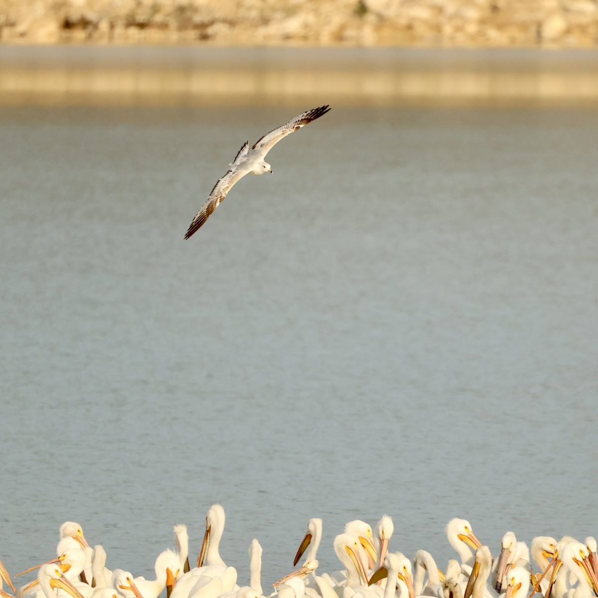 Ring-billed Gull - ML619010793