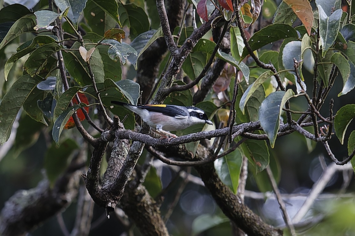 White-browed Shrike-Babbler (Dalat) - ML619010806