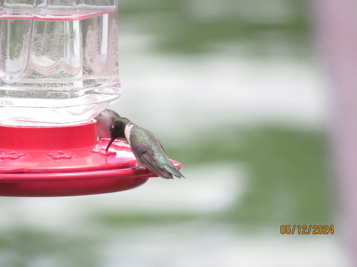 Black-chinned Hummingbird - ML619010826