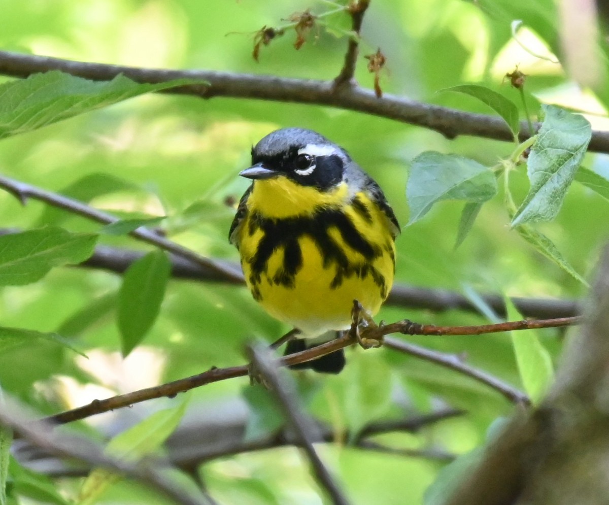 Magnolia Warbler - Robert Perez