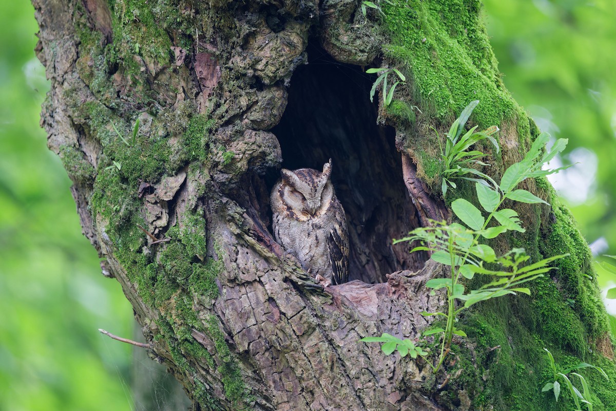 Collared Scops-Owl - 房屋 宗介