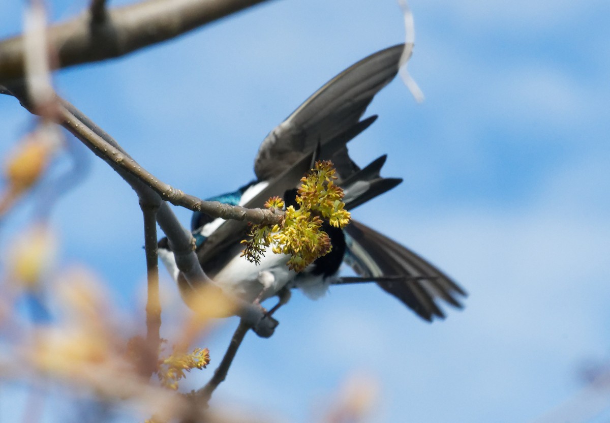 Tree Swallow - David Hoag