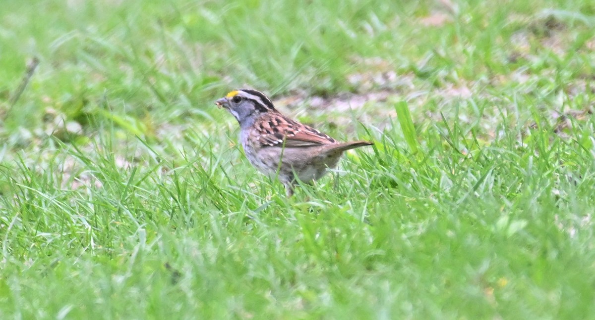White-throated Sparrow - James Bozeman