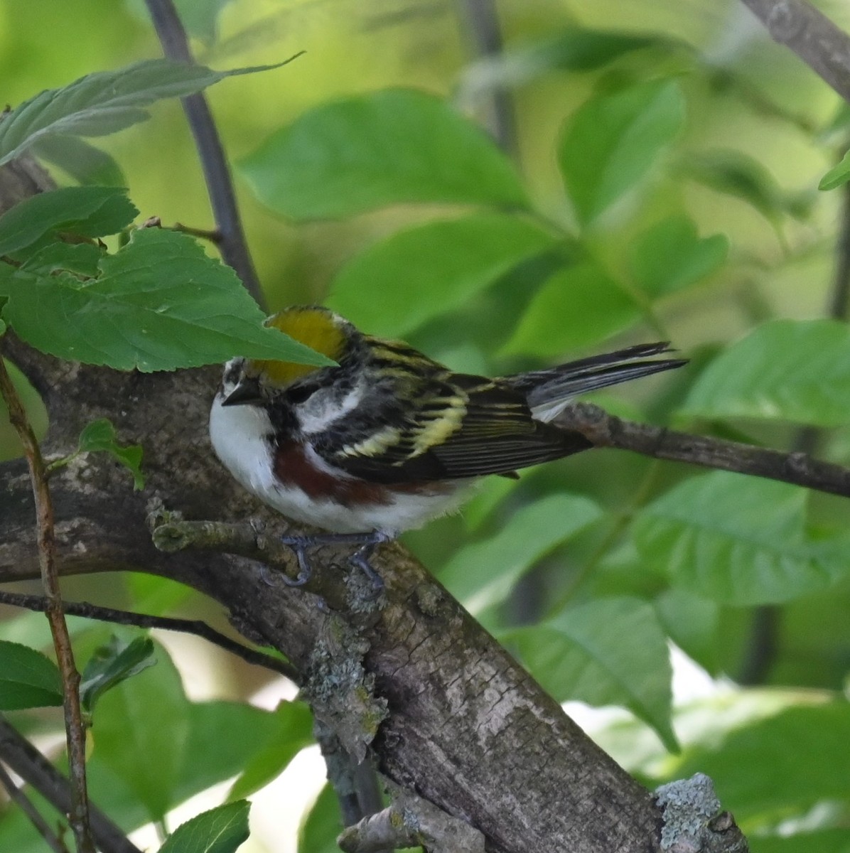 Chestnut-sided Warbler - Robert Perez