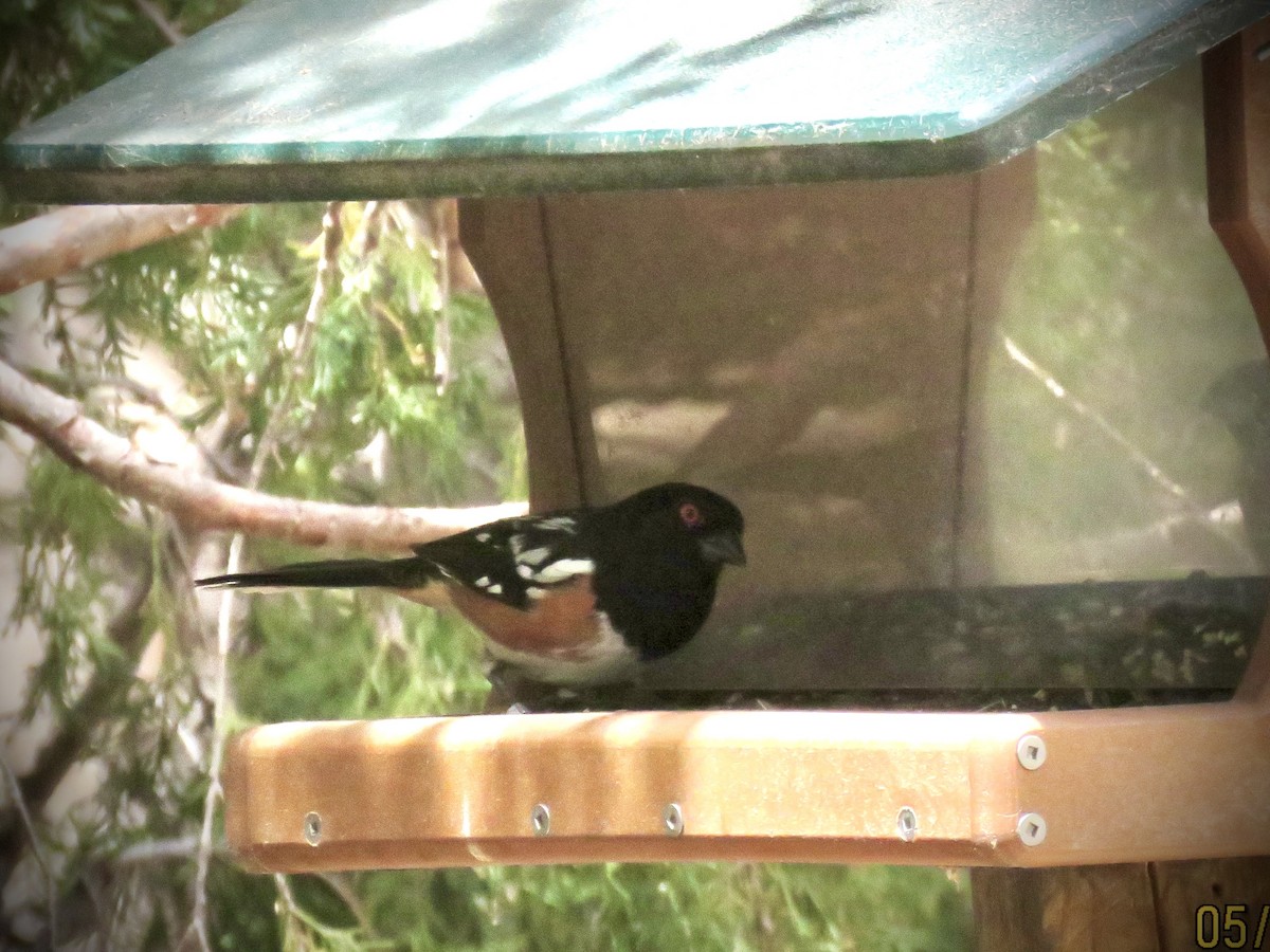 Spotted Towhee - ML619010873