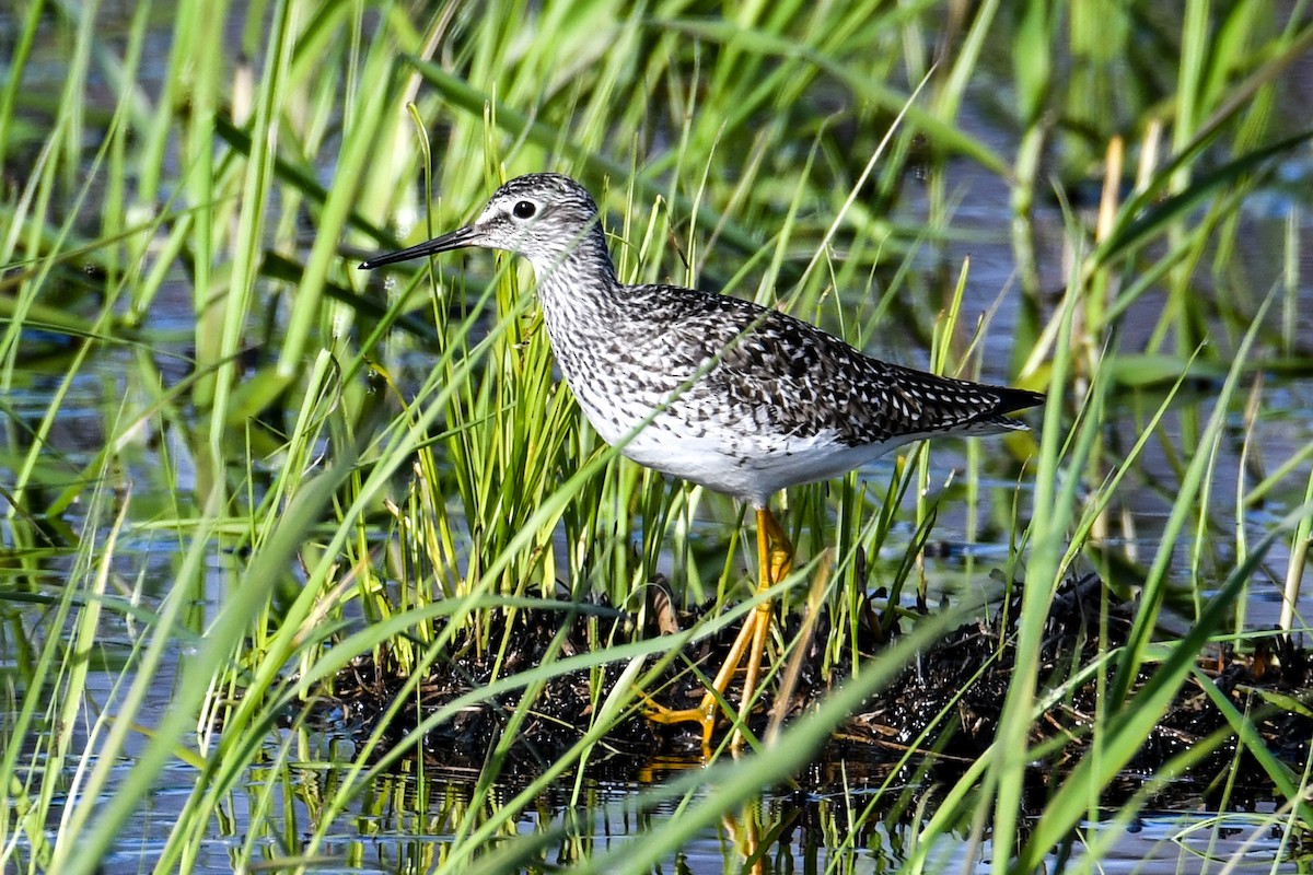 Lesser Yellowlegs - ML619010909