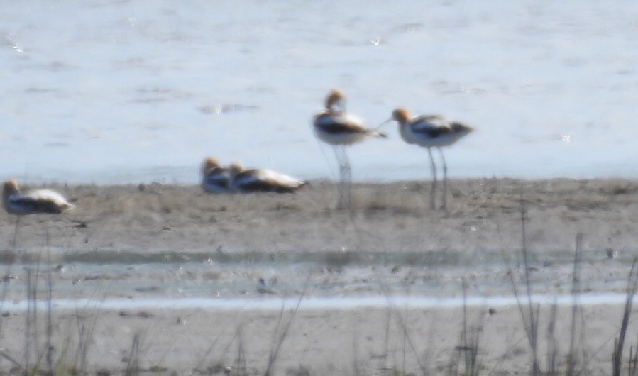 American Avocet - ML61901091