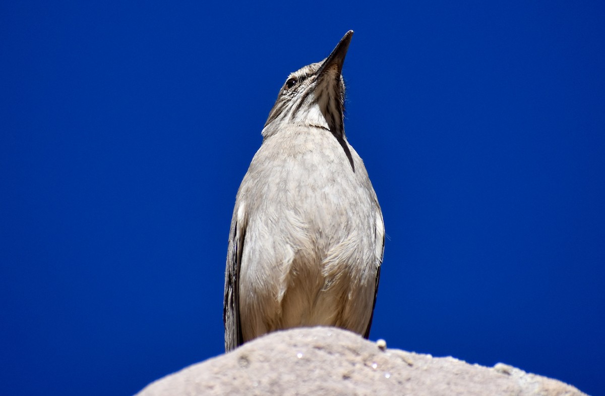 Black-billed Shrike-Tyrant - Eduardo Sanhueza Mendez