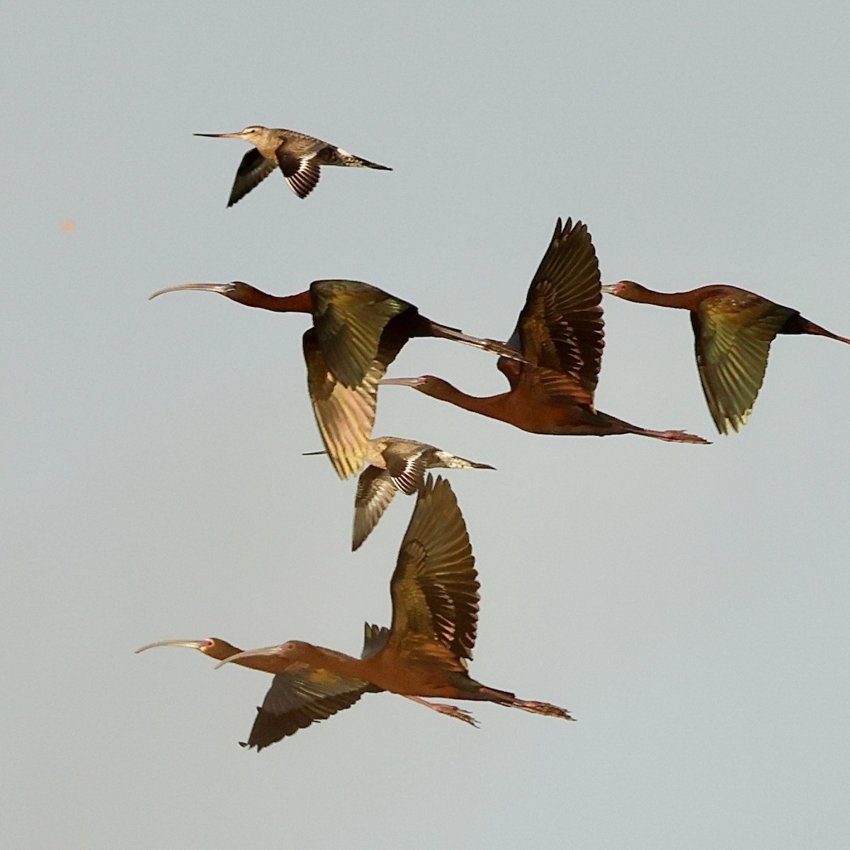 ibis hnědý - ML619010948