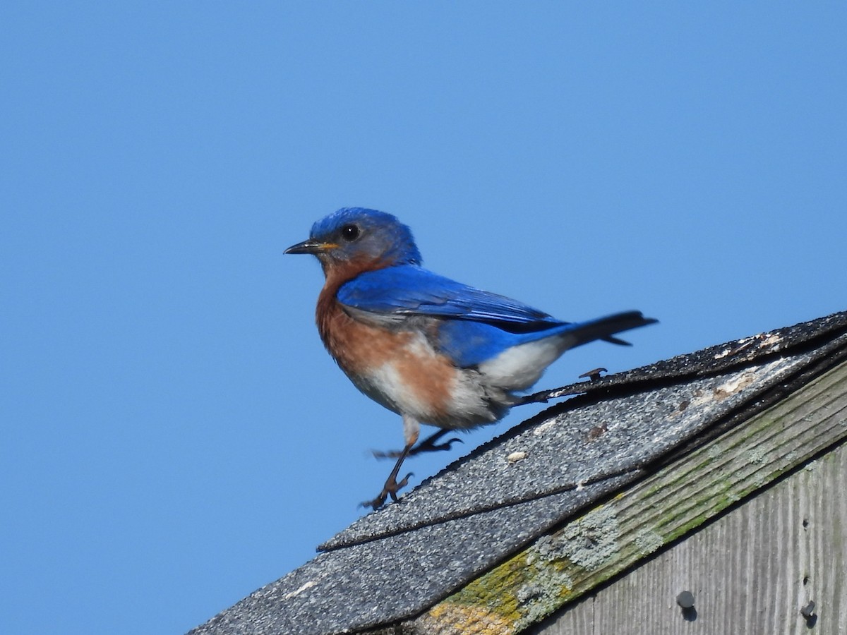 Eastern Bluebird - ML619010962