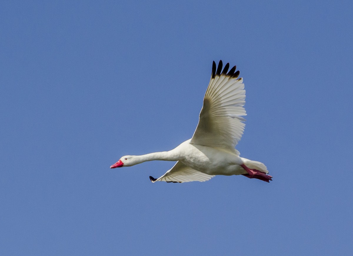 Coscoroba Swan - ML619010980