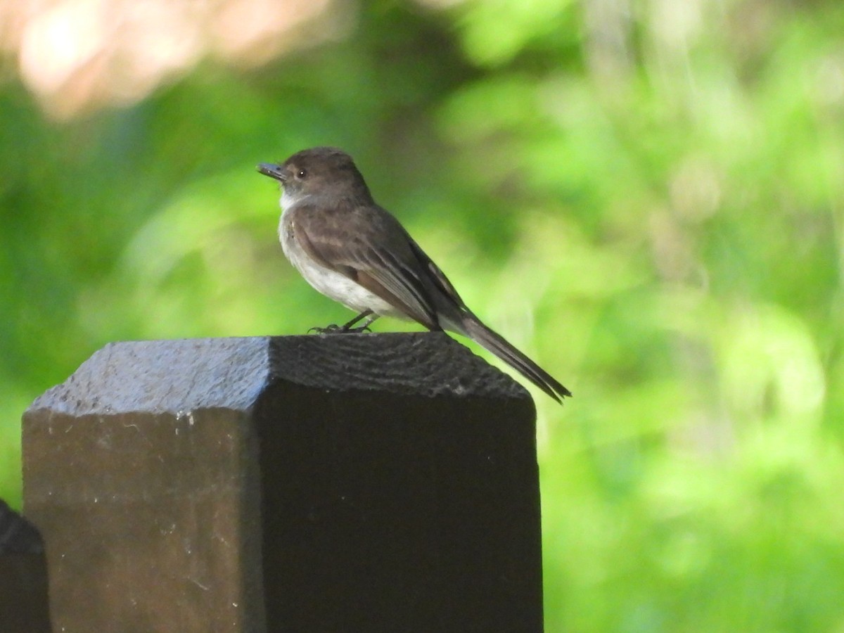 Eastern Phoebe - ML619010990