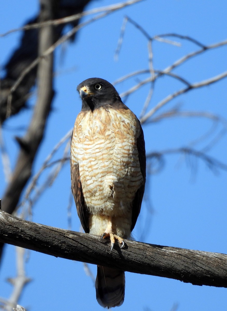 Roadside Hawk - Cecilia Estrada Ponce