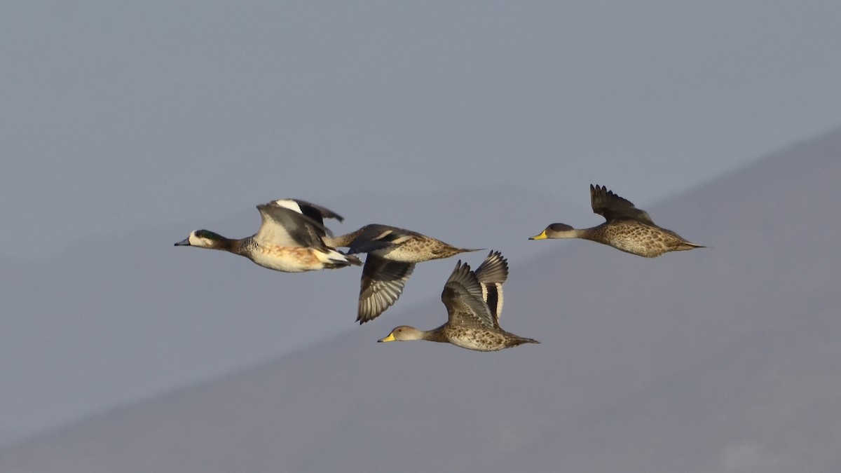 Chiloe Wigeon - Jorge claudio fuentes figueroa