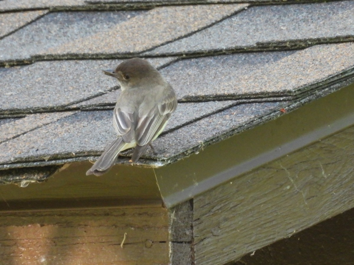 Eastern Phoebe - ML619010998