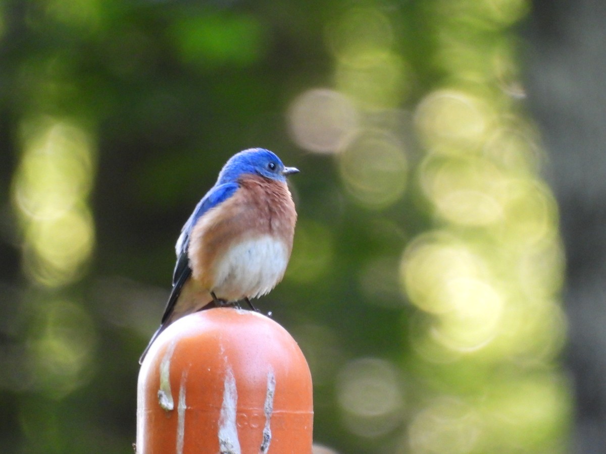 Eastern Bluebird - ML619011008