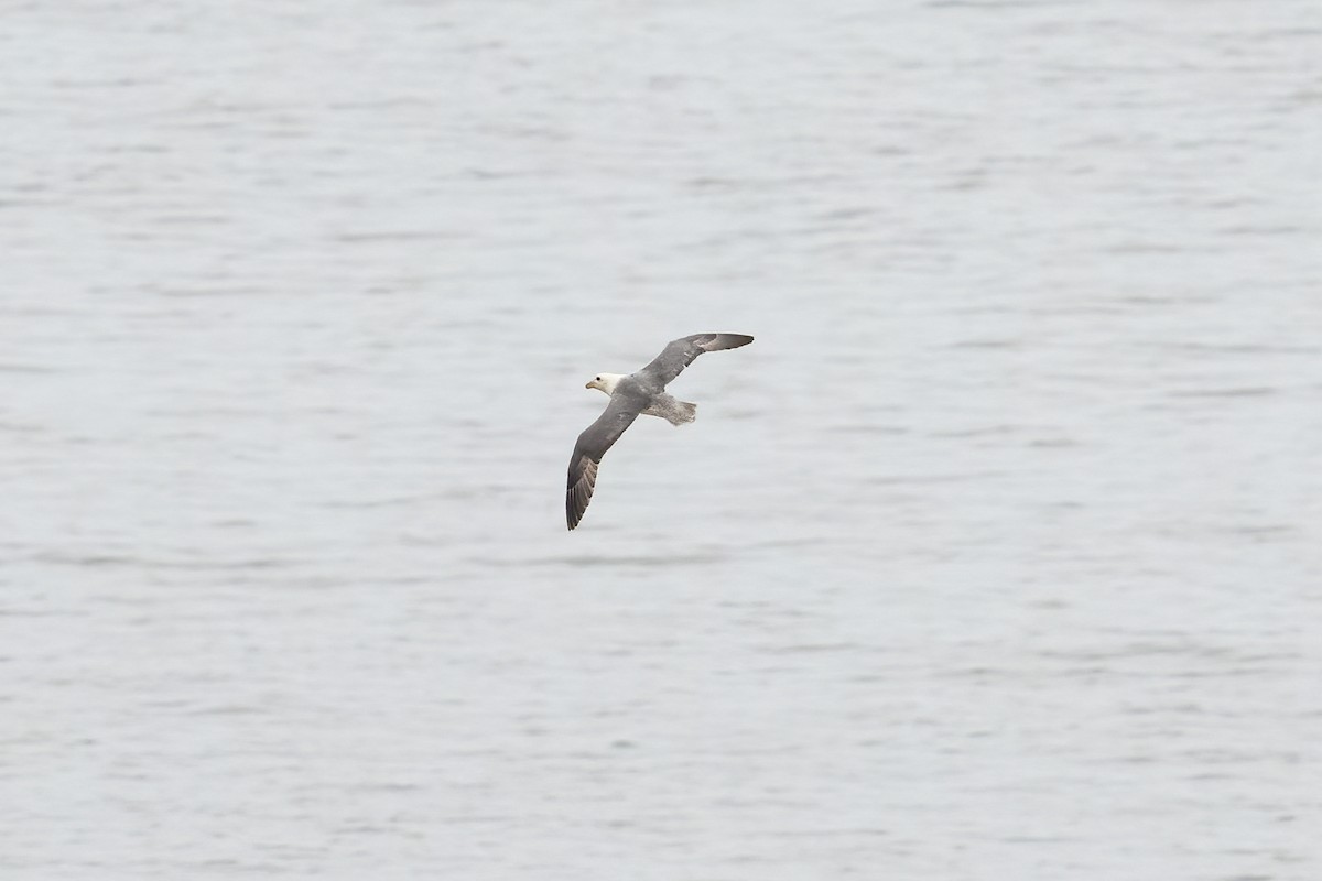 Northern Fulmar - ML619011012