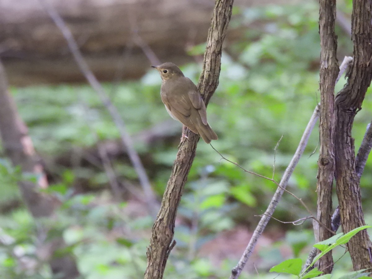 Swainson's Thrush - ML619011024