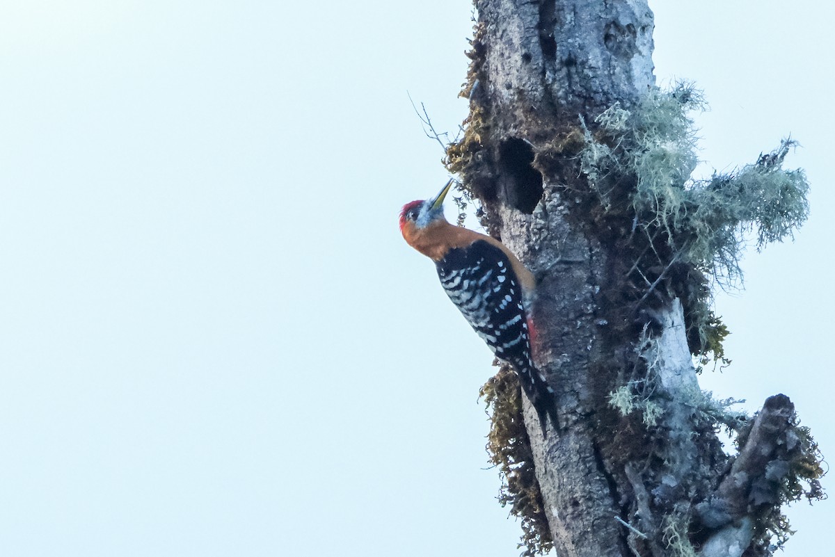 Rufous-bellied Woodpecker - Oscar Vazquez