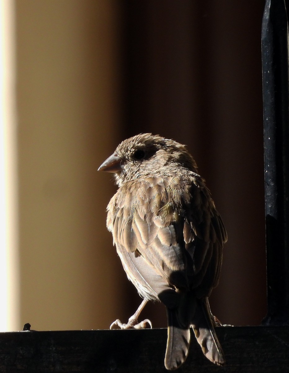 Saffron Finch - ML619011029