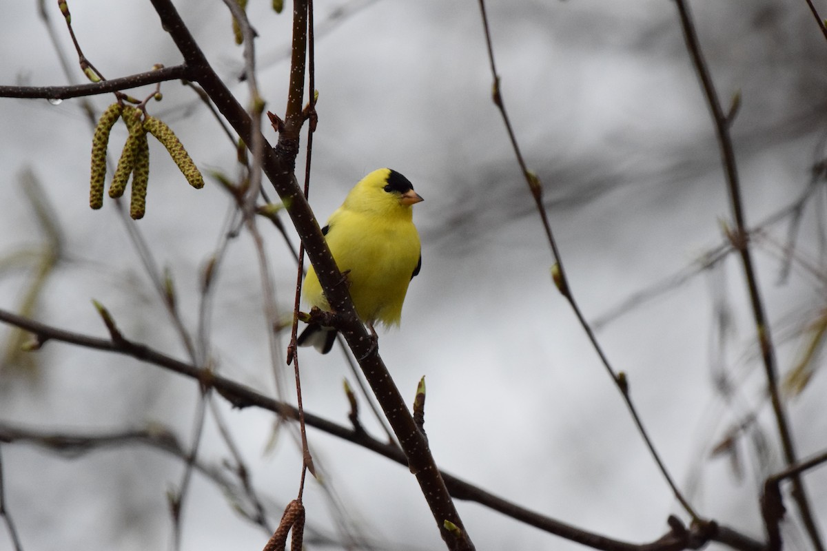 American Goldfinch - Pete Fehr