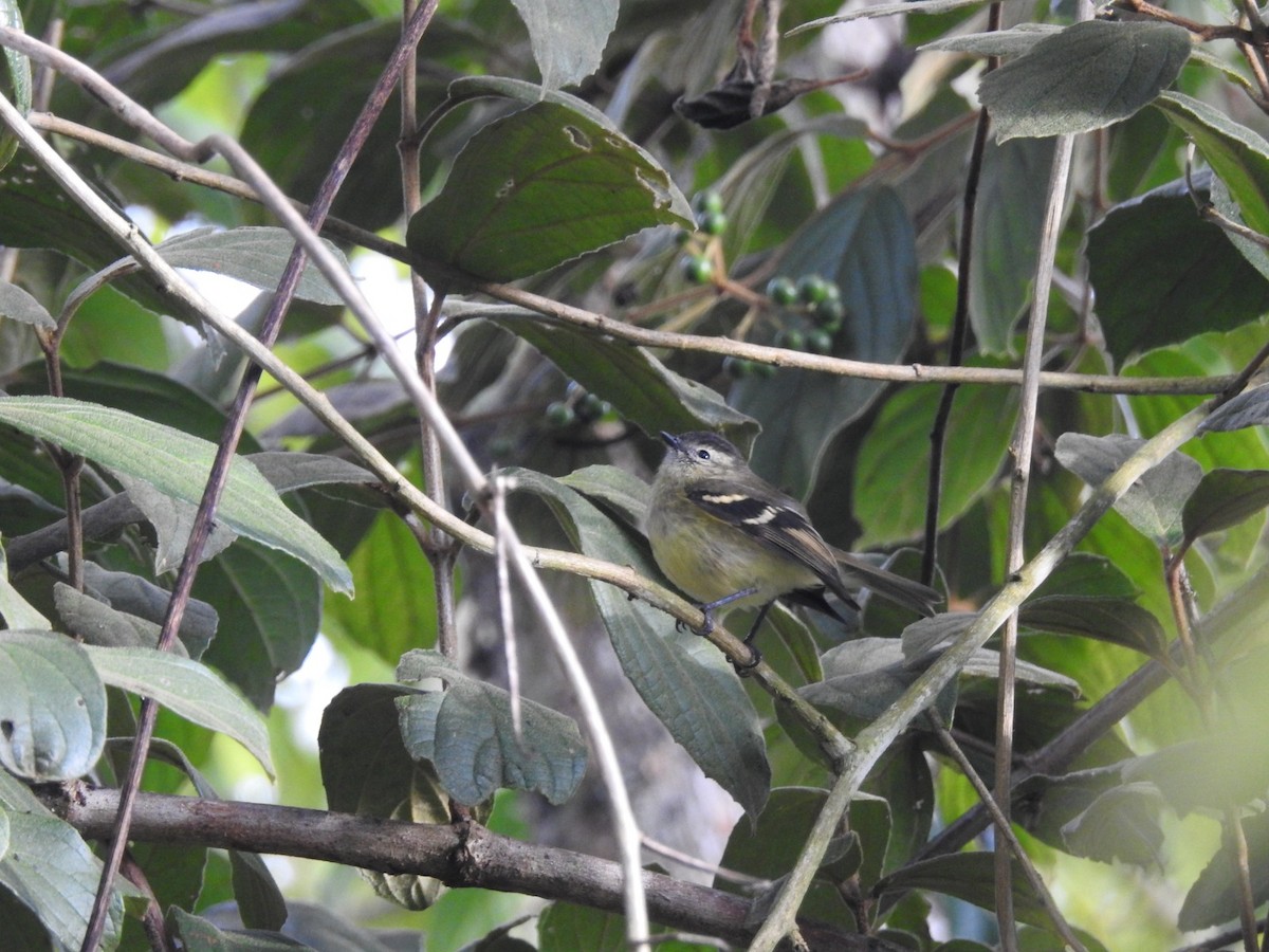 Tawny-rumped Tyrannulet - Diego Delgado García