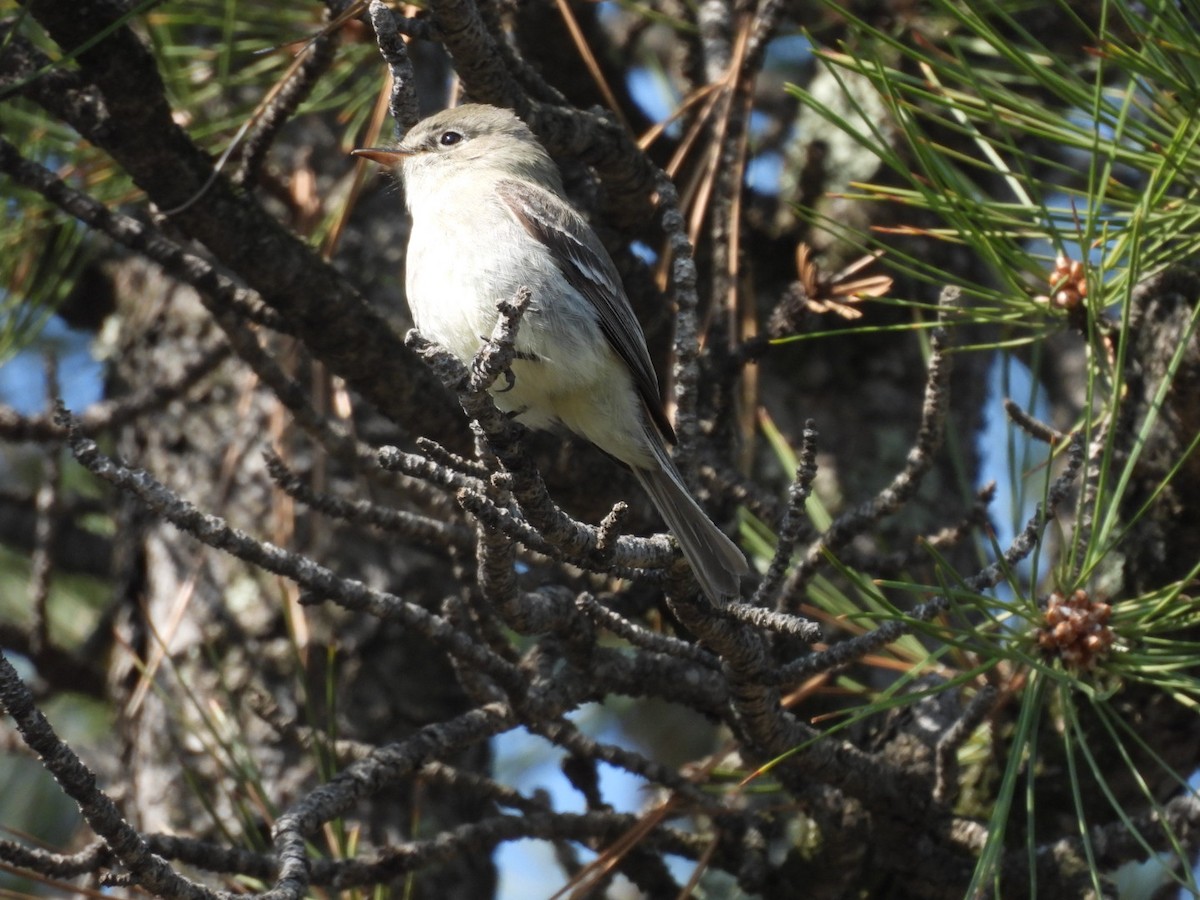 Gray Flycatcher - ML619011058