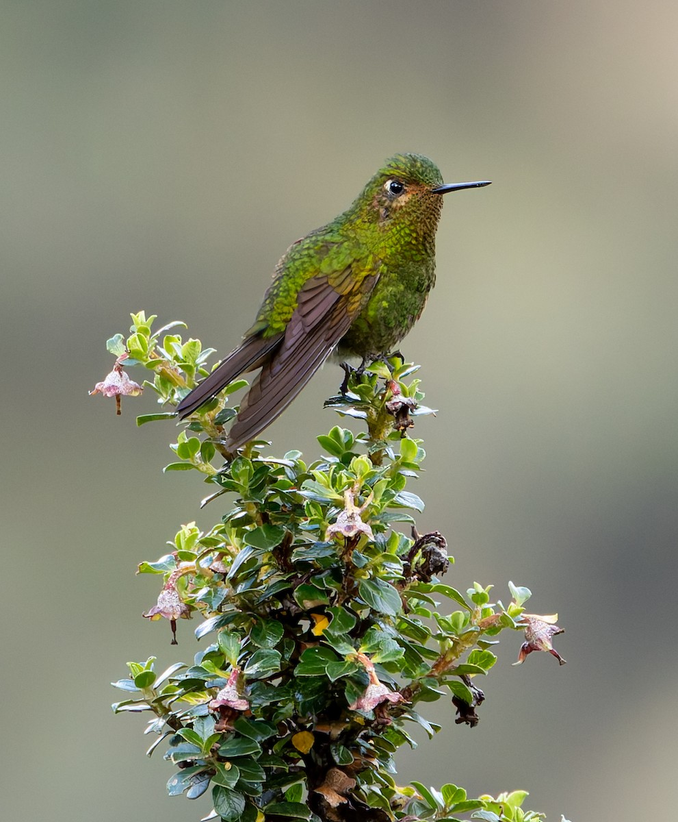 kolibřík Williamův - ML619011073