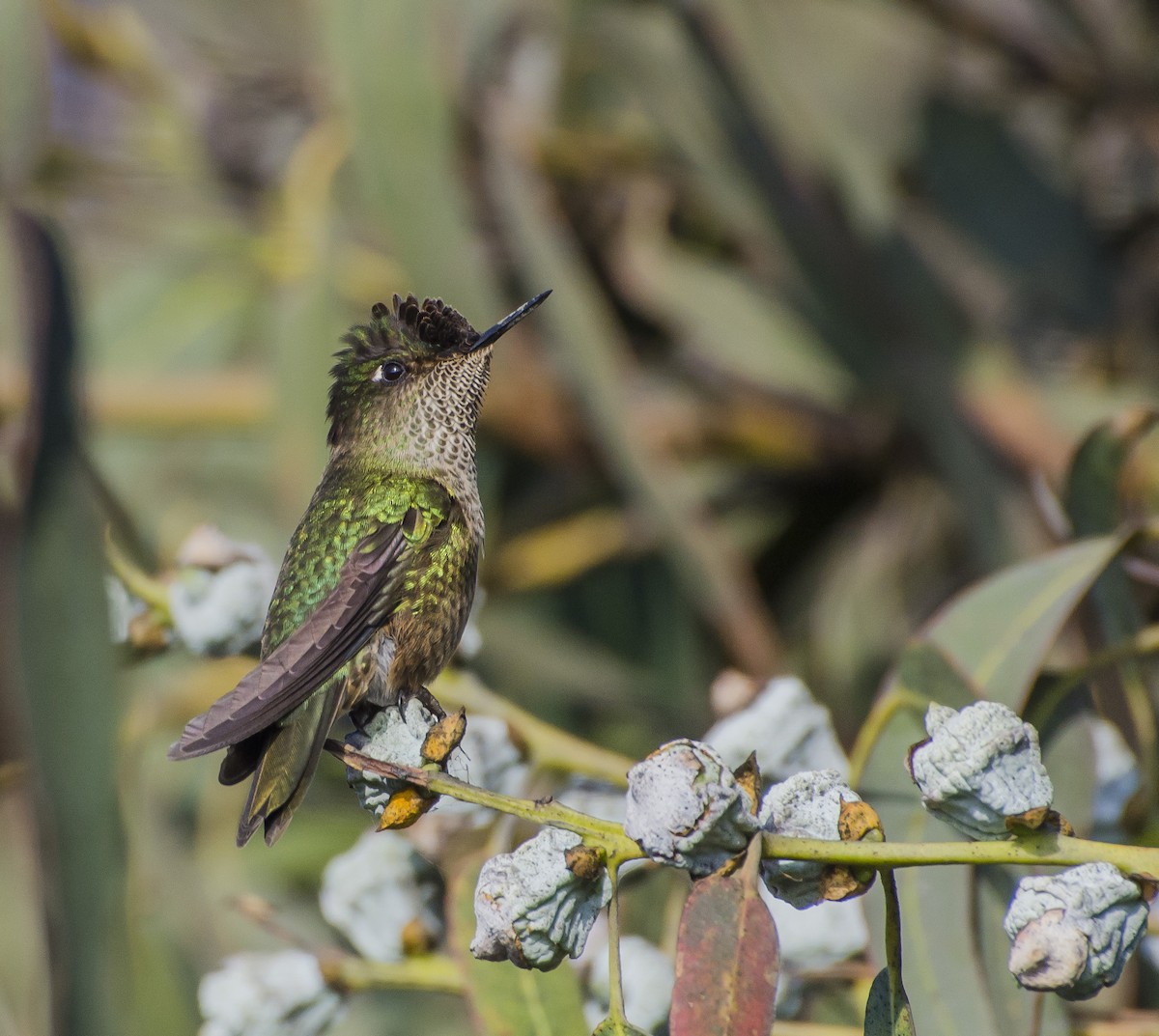 Green-backed Firecrown - Jorge claudio fuentes figueroa