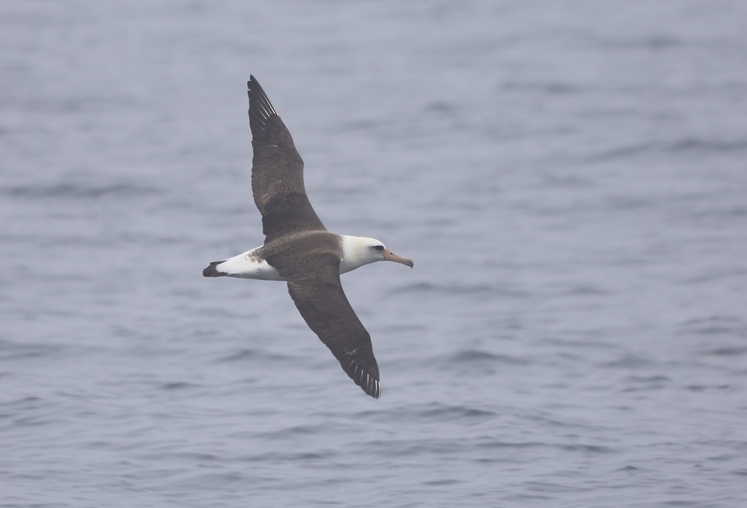 Laysan Albatross - Keith Maley