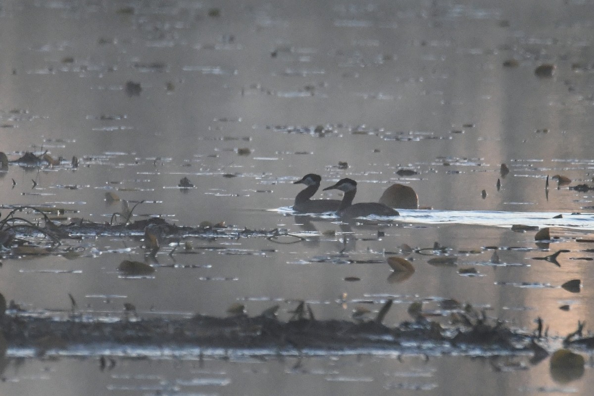 Red-necked Grebe - ML619011093