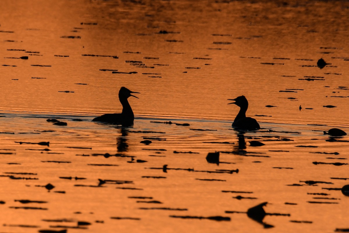 Red-necked Grebe - ML619011101