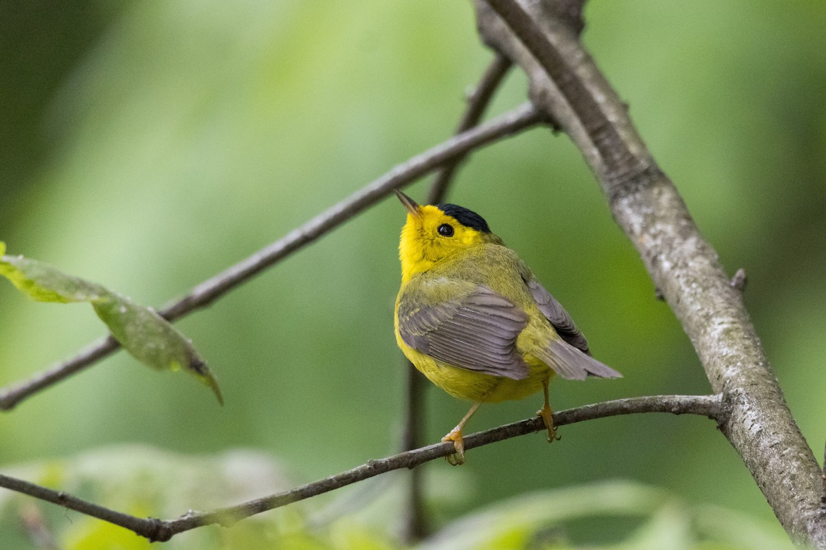 Wilson's Warbler - ML619011106