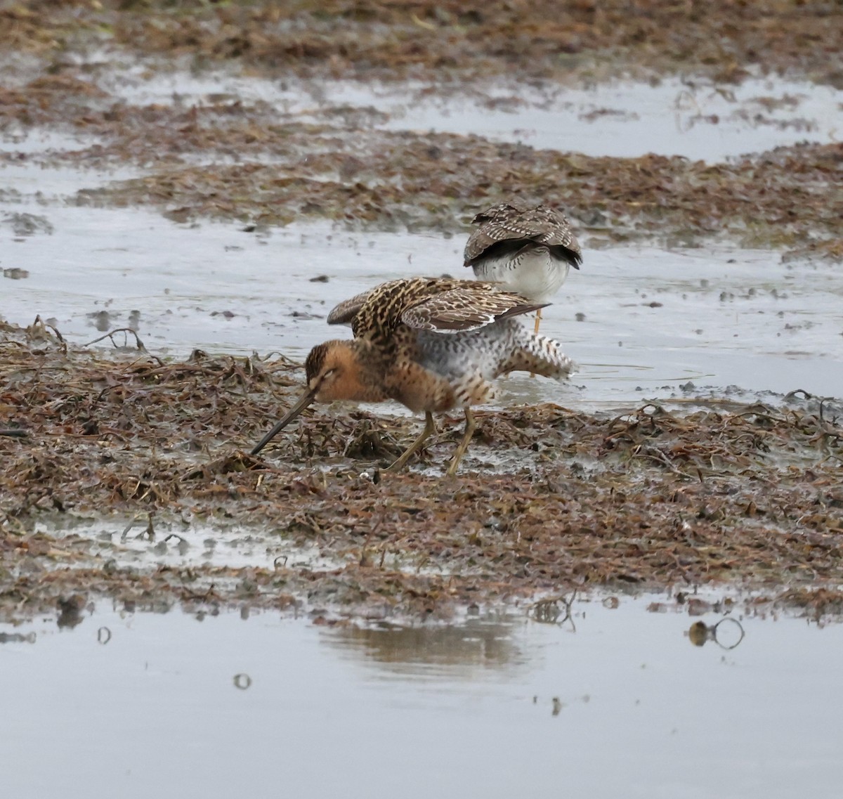 Short-billed Dowitcher - ML619011110